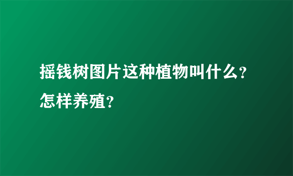 摇钱树图片这种植物叫什么？怎样养殖？