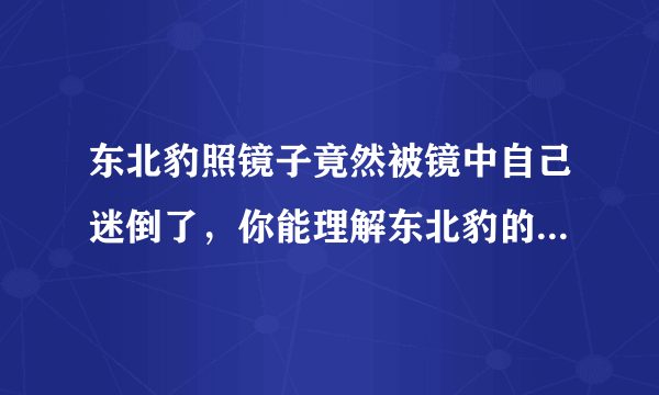 东北豹照镜子竟然被镜中自己迷倒了，你能理解东北豹的这种行为吗？