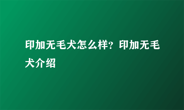 印加无毛犬怎么样？印加无毛犬介绍