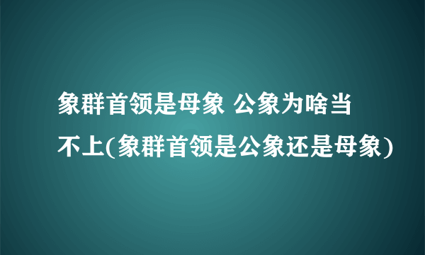 象群首领是母象 公象为啥当不上(象群首领是公象还是母象)