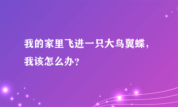 我的家里飞进一只大鸟翼蝶，我该怎么办？