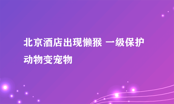 北京酒店出现懒猴 一级保护动物变宠物