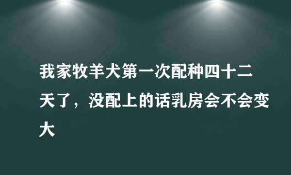 我家牧羊犬第一次配种四十二天了，没配上的话乳房会不会变大