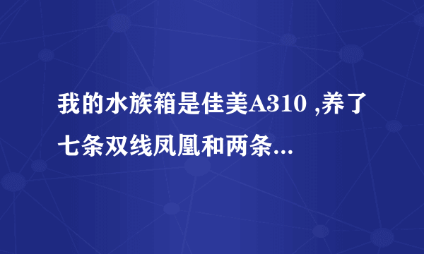 我的水族箱是佳美A310 ,养了七条双线凤凰和两条清道夫，清道夫老是喜欢趴在过滤器上面，这样没关系吗？