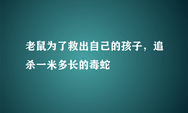 老鼠为了救出自己的孩子，追杀一米多长的毒蛇