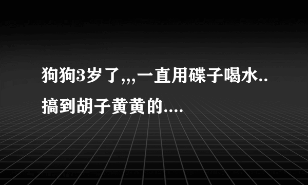 狗狗3岁了,,,一直用碟子喝水..搞到胡子黄黄的.. 现在想买个滚珠饮水器回来,,它会用么?