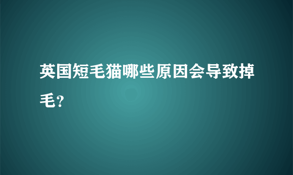 英国短毛猫哪些原因会导致掉毛？