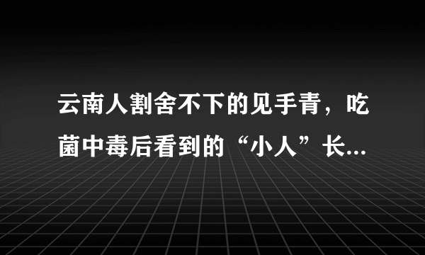 云南人割舍不下的见手青，吃菌中毒后看到的“小人”长什么样呢？