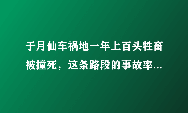 于月仙车祸地一年上百头牲畜被撞死，这条路段的事故率为何如此频发？