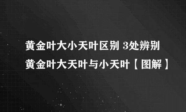 黄金叶大小天叶区别 3处辨别黄金叶大天叶与小天叶【图解】