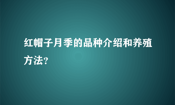 红帽子月季的品种介绍和养殖方法？