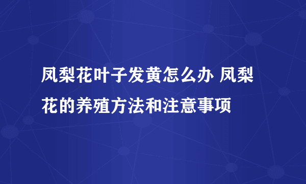 凤梨花叶子发黄怎么办 凤梨花的养殖方法和注意事项