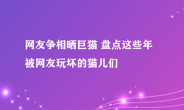 网友争相晒巨猫 盘点这些年被网友玩坏的猫儿们