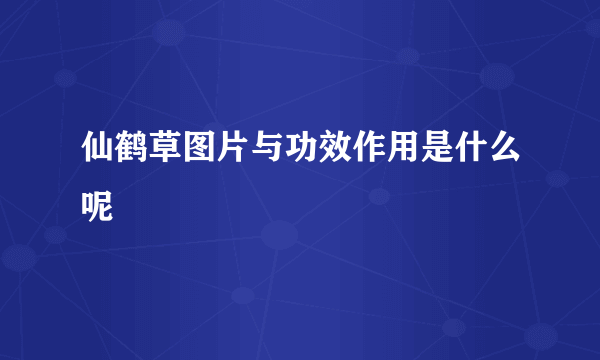 仙鹤草图片与功效作用是什么呢