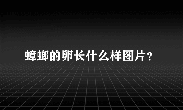 蟑螂的卵长什么样图片？