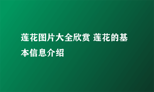 莲花图片大全欣赏 莲花的基本信息介绍