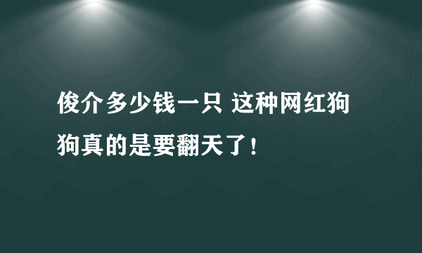 俊介多少钱一只 这种网红狗狗真的是要翻天了！