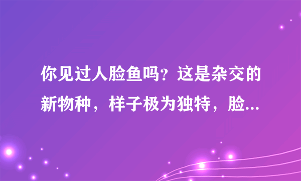 你见过人脸鱼吗？这是杂交的新物种，样子极为独特，脸越大越像人