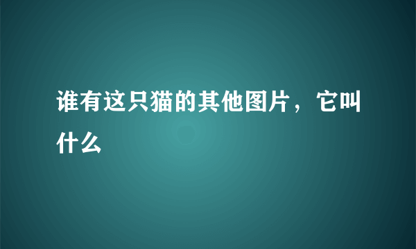 谁有这只猫的其他图片，它叫什么