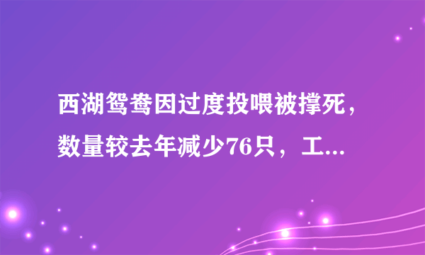 西湖鸳鸯因过度投喂被撑死，数量较去年减少76只，工作人员：或致野性丧失