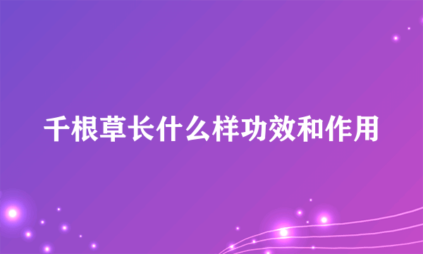 千根草长什么样功效和作用