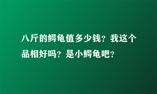 八斤的鳄龟值多少钱？我这个品相好吗？是小鳄龟吧？