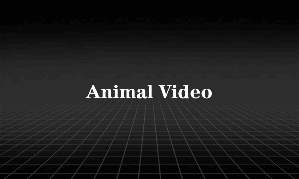 Animal Video