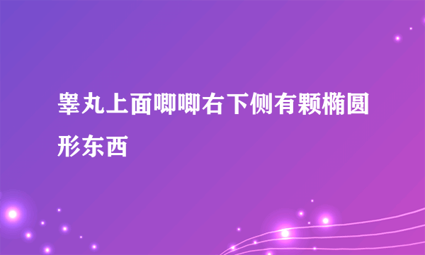 睾丸上面唧唧右下侧有颗椭圆形东西