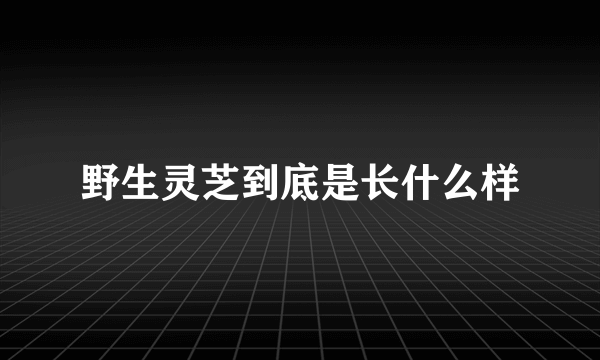 野生灵芝到底是长什么样