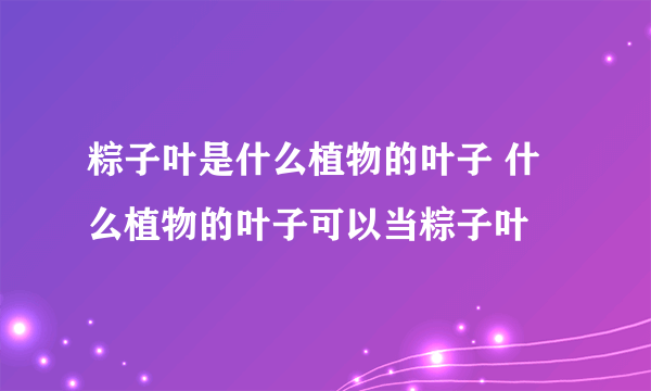 粽子叶是什么植物的叶子 什么植物的叶子可以当粽子叶