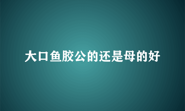 大口鱼胶公的还是母的好