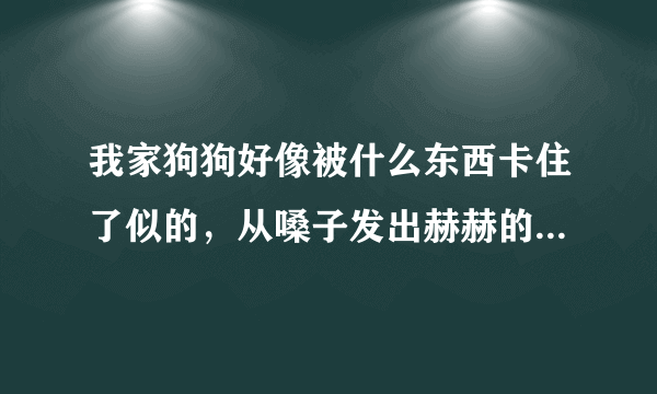 我家狗狗好像被什么东西卡住了似的，从嗓子发出赫赫的声音，好像在往外卡东西.怎么回事？