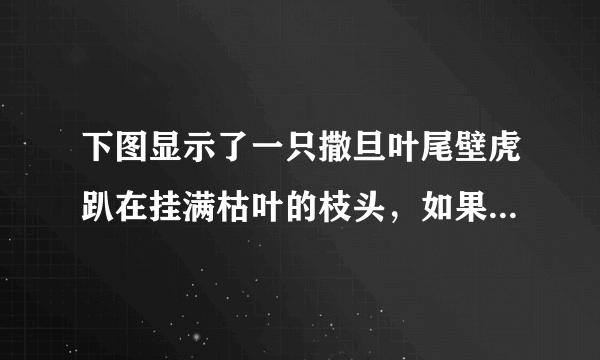 下图显示了一只撒旦叶尾壁虎趴在挂满枯叶的枝头，如果不仔细观察，很容易将其误认为是一片枯叶。这表明(　　)   ①客观事物变幻莫测②事物之间的联系是杂乱无章的③事物之间既有本质的联系，也有表面的联系④矛盾的普遍性和特殊性相互联结A．①③  B．②③C．②④  D．③④