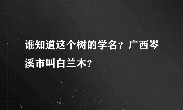 谁知道这个树的学名？广西岑溪市叫白兰木？