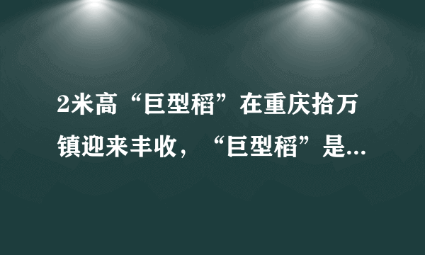 2米高“巨型稻”在重庆拾万镇迎来丰收，“巨型稻”是谁培育的？