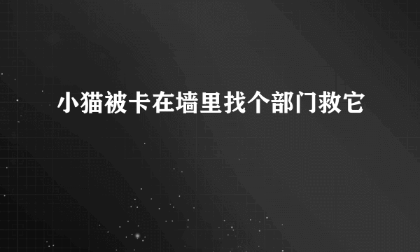 小猫被卡在墙里找个部门救它