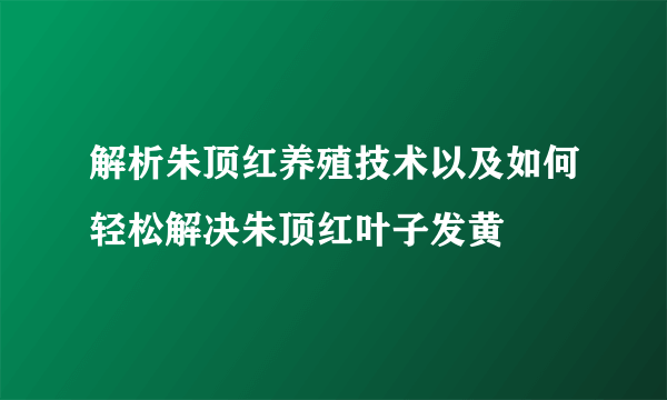 解析朱顶红养殖技术以及如何轻松解决朱顶红叶子发黄