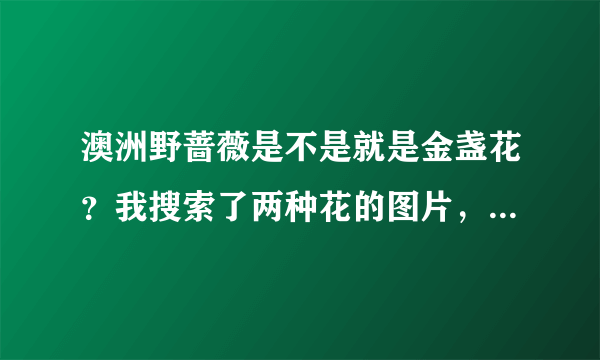 澳洲野蔷薇是不是就是金盏花？我搜索了两种花的图片，蛮像的，只是澳洲野蔷薇的花色是紫色。