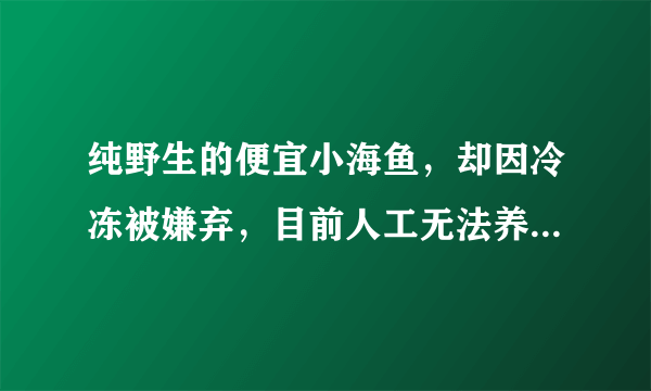 纯野生的便宜小海鱼，却因冷冻被嫌弃，目前人工无法养，肉真香