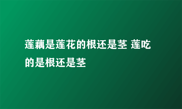 莲藕是莲花的根还是茎 莲吃的是根还是茎