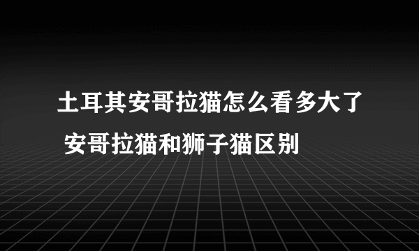 土耳其安哥拉猫怎么看多大了 安哥拉猫和狮子猫区别