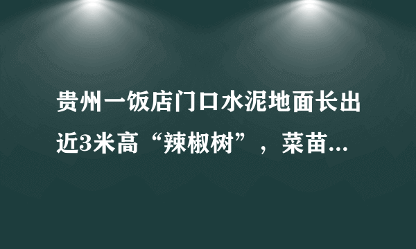 贵州一饭店门口水泥地面长出近3米高“辣椒树”，菜苗的生命力有多旺盛？