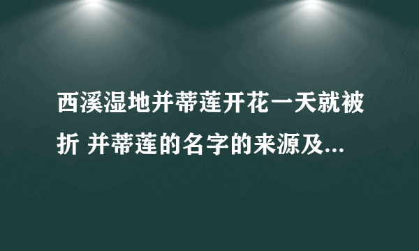 西溪湿地并蒂莲开花一天就被折 并蒂莲的名字的来源及花语是什么