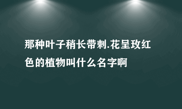 那种叶子稍长带刺.花呈玫红色的植物叫什么名字啊