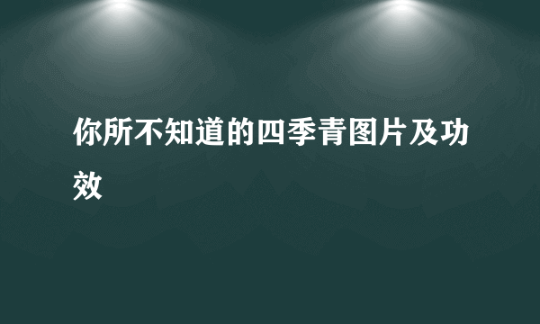 你所不知道的四季青图片及功效