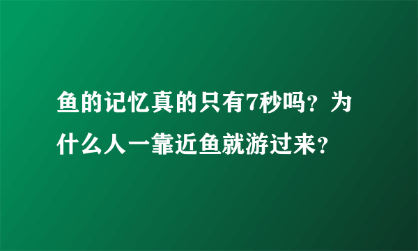 鱼的记忆真的只有7秒吗？为什么人一靠近鱼就游过来？