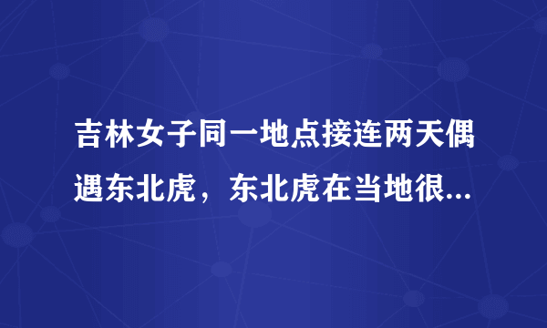 吉林女子同一地点接连两天偶遇东北虎，东北虎在当地很常见吗？