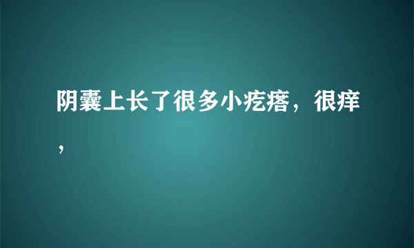 阴囊上长了很多小疙瘩，很痒，