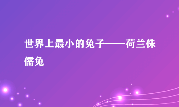 世界上最小的兔子——荷兰侏儒兔