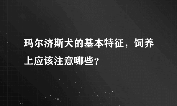 玛尔济斯犬的基本特征，饲养上应该注意哪些？